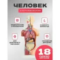 Макет анатомическая модель с органами торс человека 42 см