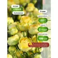 Роза Каталина, спрей, жёлтая, многолетняя, высота куста 70 см, 2 шт