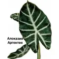 Алоказия Аргентея / клубень проросший