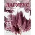 Сухоцвет Лагурус пыльная роза для декора, букет Зайцехвост, Stabflora