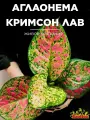 Аглаонема Кримсон Лав (Aglaonema Crimson Love) D12см, домашнее растение