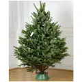 Живая пихта нордмана 1,5-1,75м (подставка не в комплекте)