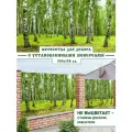 Фотосетка, фотофасад для забора беседки 300x158 см, Березовый лес
