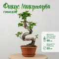 Фикус Бонсай микрокарпа S-форма высота 55 см в горшке d22 см
