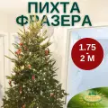 Пихта Фразера новогодняя (живая елка) 1,75 - 2 м