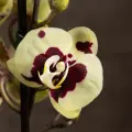 Орхидея Фаленопсис Панда 2 ст