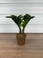 Замиокулькас Зензи (Жук) 25 см