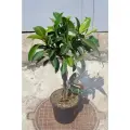 Фикус Мелани (Ficus el. Melany)(D-27 H-100/110)