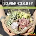 Флорариум с суккулентами Икосаэдр Большой