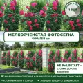 Фотосетка Мечта для забора беседки террасы 600x158 см, Ветвистые розы , фотофасад для дома дачи сада