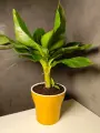 Банан Муса Кавендиш Дварф - растение живое в кашпо 19/60