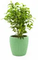 Фикус Бенджамина Наташа высота 25-35 см, в кашпо Эви VipSet 1,5 л, d14 см цвет зеленый