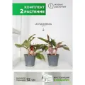 Растения для дома Аглаонема Крит высота 30-34см d12см комплект 2шт