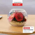 Композиция из живых цветов в герметичной вазе 11.6 см, сохраняется от 5 лет, серия Granity 5739