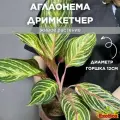 Аглаонема Дримкетчер (Aglaonema Dreamcatcher) D12см, живой цветок