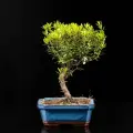 Бонсай Сизигиум 37 см в синей плошке