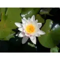 Кувшинка (Нимфея) Колоссея (Nymphaea colossea) белая с розовым оттенком