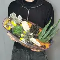 Флорариум с цветами живыми. Композиция из суккулентов в прозрачном кашпо. Хавортии, опунция, алоэ, эхеверия, 21 см