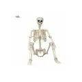 Скелет учебный анатомический 165 см, в полный рост, украшение для Хэллоуина
