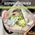 Флорариум с суккулентами Капля New