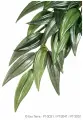 Тропическое растение Exo Terra Jungle Plants пластиковое Рускус большое 70х20 см
