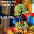 Цетрария дерево, исландский мох / Бонсай живое дерево с тремя кронами, 30 см