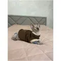 Флисовый жилет для кошек, коричнево-бежевый, L