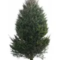 Живая Норвежская ёлка, Ёлки-зима, 125 - 150 см