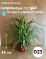 Хлорофитум пестрый живой в горшке d 23 см