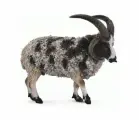 Овца четырехрогая (L)