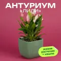 Антуриум Лили высота 30 см в кашпо Фабио 1.9л цвет зеленый