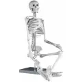 Макет Скелет человека, анатомическая 3D модель опорно-двигательного аппарата, наглядный материал по анатомии для школьников и студентов, набор по биологии для исследований строения тела, 85 см