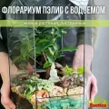Флорариум с Фикусом Микрокарпа Пэлис с Водоемом