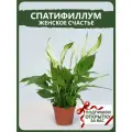 Спатифиллум Шопен (Женское счастье), D-9