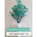 Гипсофила стабилизированная, бирюзовый