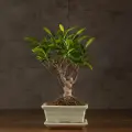 Бонсай Фикус 30см в белой плошке