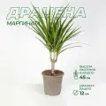 Драцена Маргината грин высота 45-50 см, d12 см