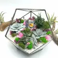 Флорариум с суккулентами Бархатная нежность Икосаэдр 18см