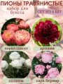 Пионы травянистые, саженцы многолетние Сет №9 из 4 штук