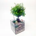 Бонсай Мирсина Африканская с озером во флорариуме Кубик 10см