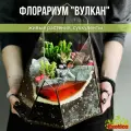 Флорариум Вулкан с суккулентами
