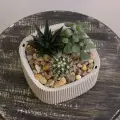 Мини садик из суккулентов в кашпо: кактус, хавортия, крассула, 15 см