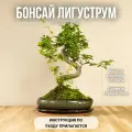 Бонсай Лигуструм (Bonsai Ligustrum) D20см