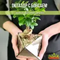 Флорариум Октаэдр с Бонсаем Фикус