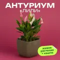 Антуриум Лили высота 30 см в кашпо Фабио 1.9л цвет оливка