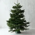 Датская елка Йолка, Пихта Нордмана, 175-200 см, срезанная