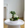 Комнатное растение Фикус Микрокарпа. Композиция в керамишеском кашпо от бренда Margo plants