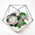 Флорариум с суккулентами Бархатная нежность Икосаэдр 22см