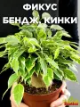 Фикус Бенджамина Кинки в джуте (Ficus Be Kinky Jute Stam) D12см, комнатный цветок