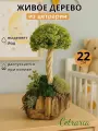 Цетрария дерево. Декоративная фигурка